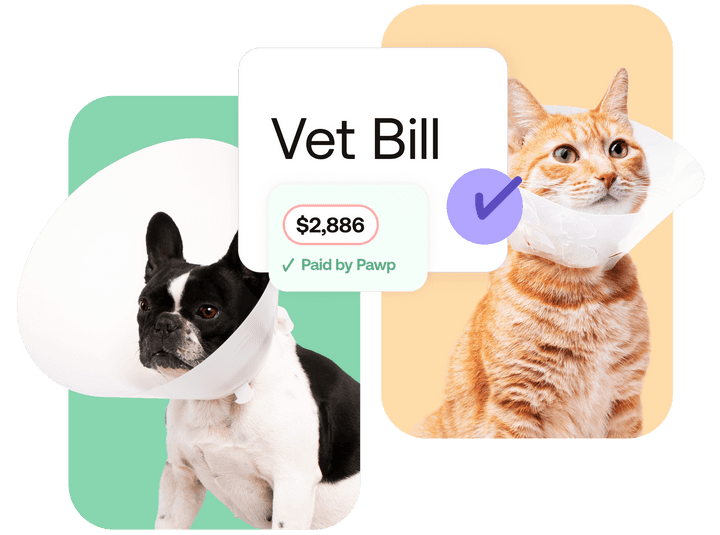 Cat and dog in medical cones with vet bill of $3000 paid by Pawp