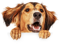 Happy dog peaking over top of the card